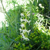Orchis à deux feuilles
