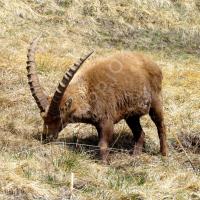 Bouquetin mâle à Cloche