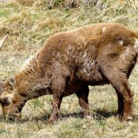 Bouquetin mâle à Cloche
