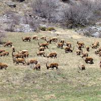 Bouquetins mâles à Combe Brémond