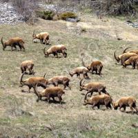 Bouquetins mâles à Combe Brémond