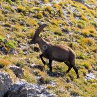 Bouquetin mâle à Cloche