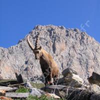 Bouquetin mâle à Cloche