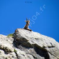 Jeune bouquetin au col de Fours
