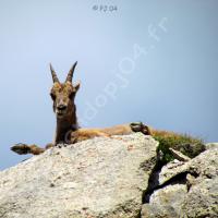 Jeune bouquetin au col de Fours