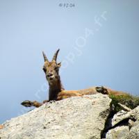 Jeune bouquetin au col de Fours