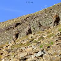 Bouquetins au Pas de Touréis