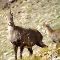 Pas de Touréis : étagne et son cabri