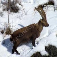 Bouquetin mâle au-dessus de St Ours