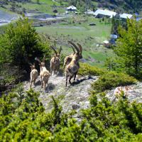Bouquetins mâles au-dessus de St Ours