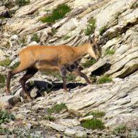 Col de la Petite Cayolle