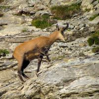 Col de la Petite Cayolle