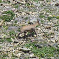 Vallon des Lacs des Hommes