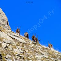 Bouquetins sur la crête…