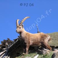 Bouquetin mâle