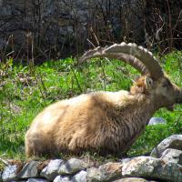 Bouquetin au repos…