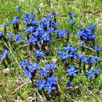 Gentianes printanières