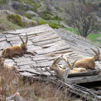 Bouquetins sur le toit !