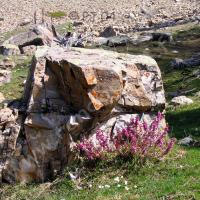 Bois gentil ou Joli bois au plateau des Maïts