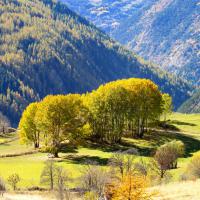 Bouquet de trembles…