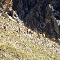 Dans la pente… des chamois !