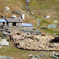 Moutons à la bergerie supérieure de Mary