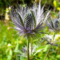 Chardon bleu