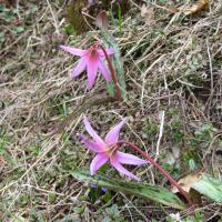 Érythrone dent de chien
