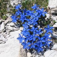 Gentiane printanière
