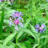 Centaurée de montagne