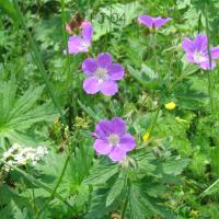 Géranium des bois
