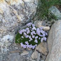 Pétrocalle des Pyrénées