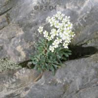 Saxifrage à feuilles en languettes