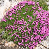 Silène fausse mousse