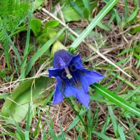 Gentiane acaule