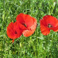 Coquelicots