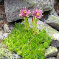 Joubarbe des montagnes