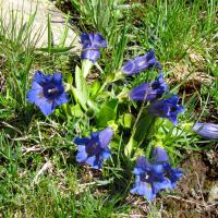 Gentiane acaule