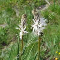 Asphodèle blanc