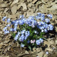 Myosotis des Alpes