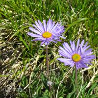 Aster des Alpes