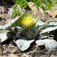 Bérardie laineuse… fleurie