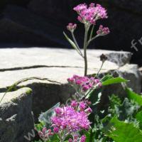 Adénostyle à feuilles blanches