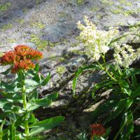 Rhodiole & Renouée des Alpes