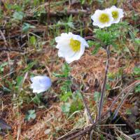 Pulsatille des Alpes