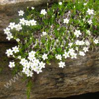 Minuartie des rochers