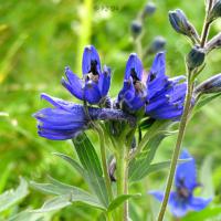 Dauphinelle des montagnes