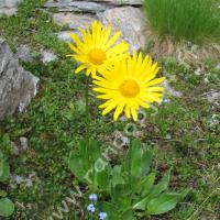 Doronic à grandes fleurs