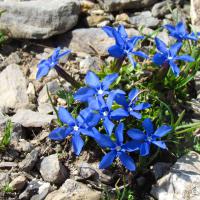 Gentiane printanière