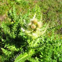 Cyrse très épineux